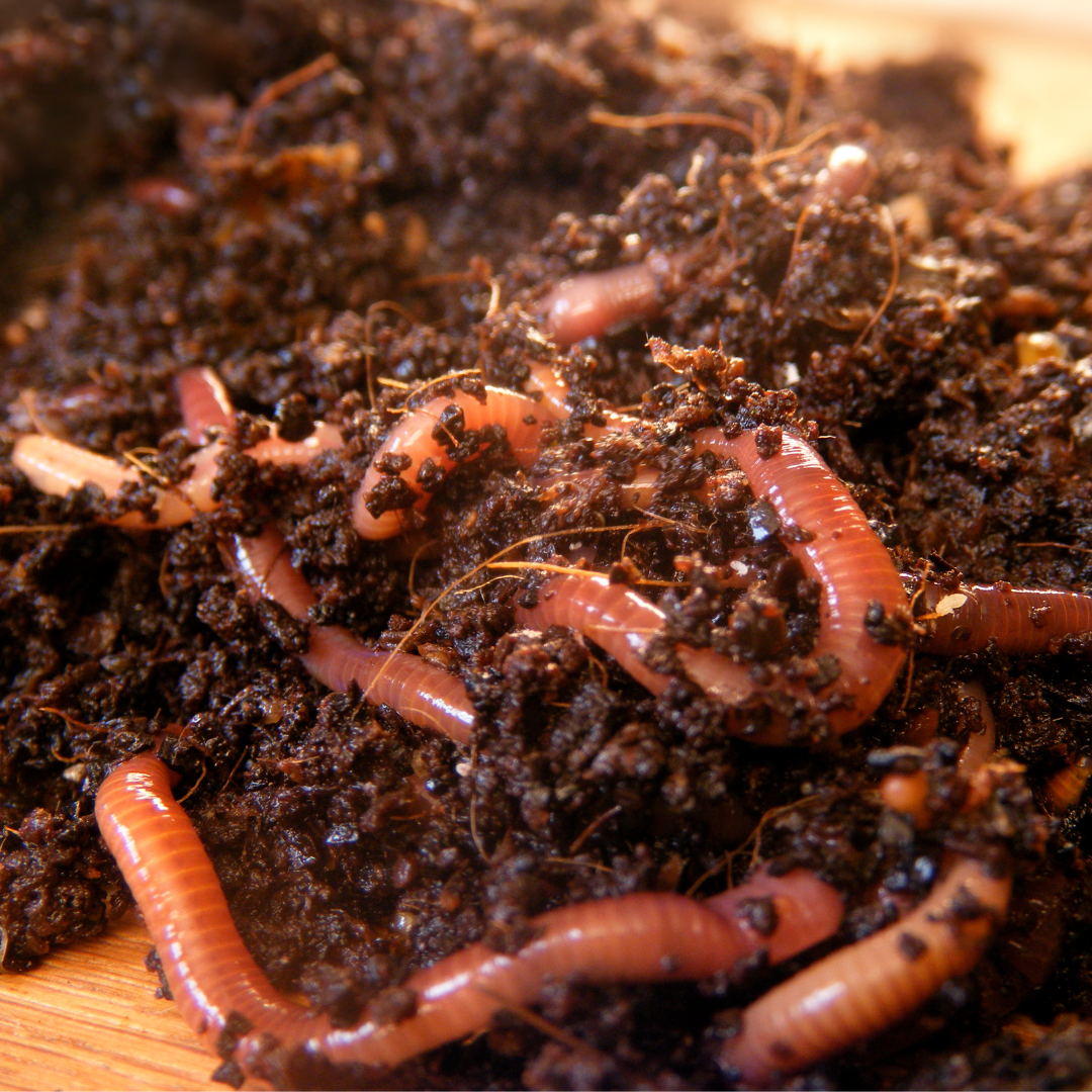 Regenwürmer in Erde