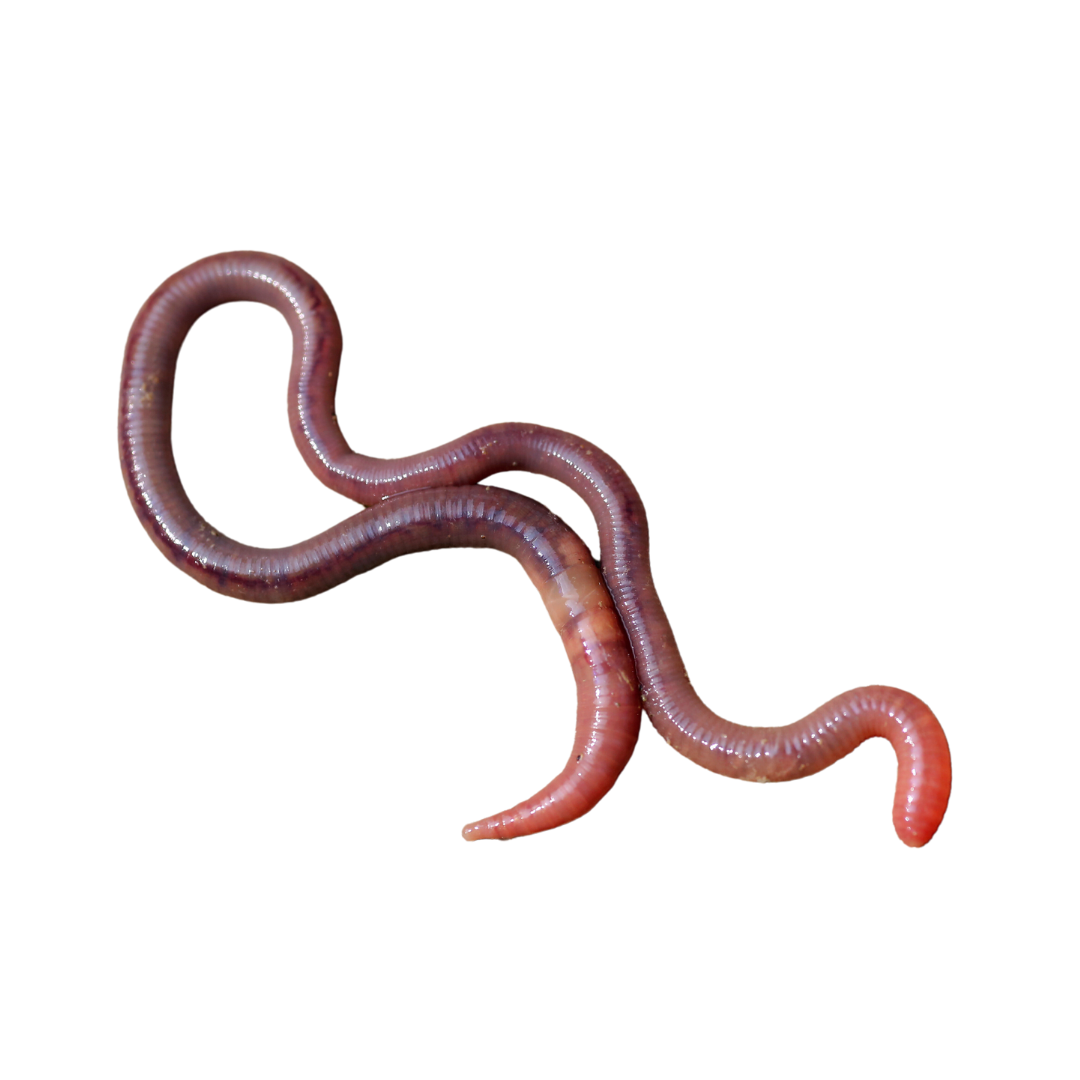Riesenrotwurm weißer Hintergrund