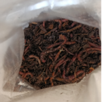 Angelwürmer Dendrobena 50, 100, 200, 500 oder 1000 Stk.