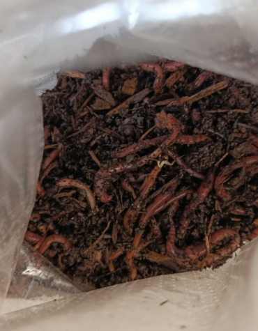 Angelwürmer Dendrobena 50, 100, 200, 500 oder 1000 Stk.