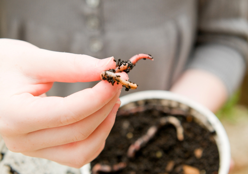 angelwurm 500x350px (1)