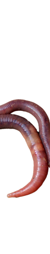 Riesenrotwurm weißer Hintergrund