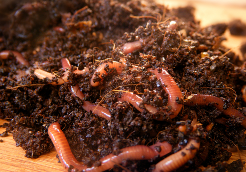 angelwürmer 500x350
